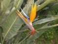 /album/fiori1/p3083352-2-jpg1/